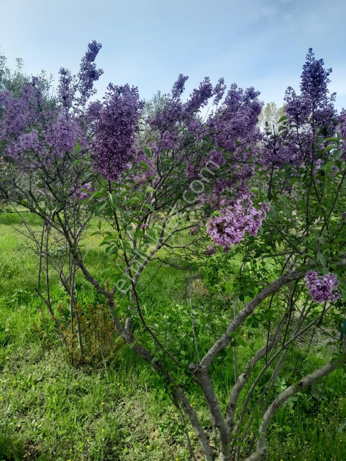 İmarlı Dubleks Ev, 3500m2, Zeytin Bahçesi,tarla,arsa Deniz Yakın - Görsel 30