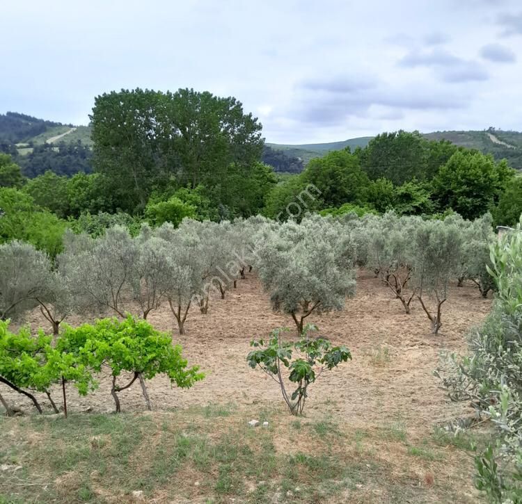 İmarlı Dubleks Ev, 3500m2, Zeytin Bahçesi,tarla,arsa Deniz Yakın - Görsel 3