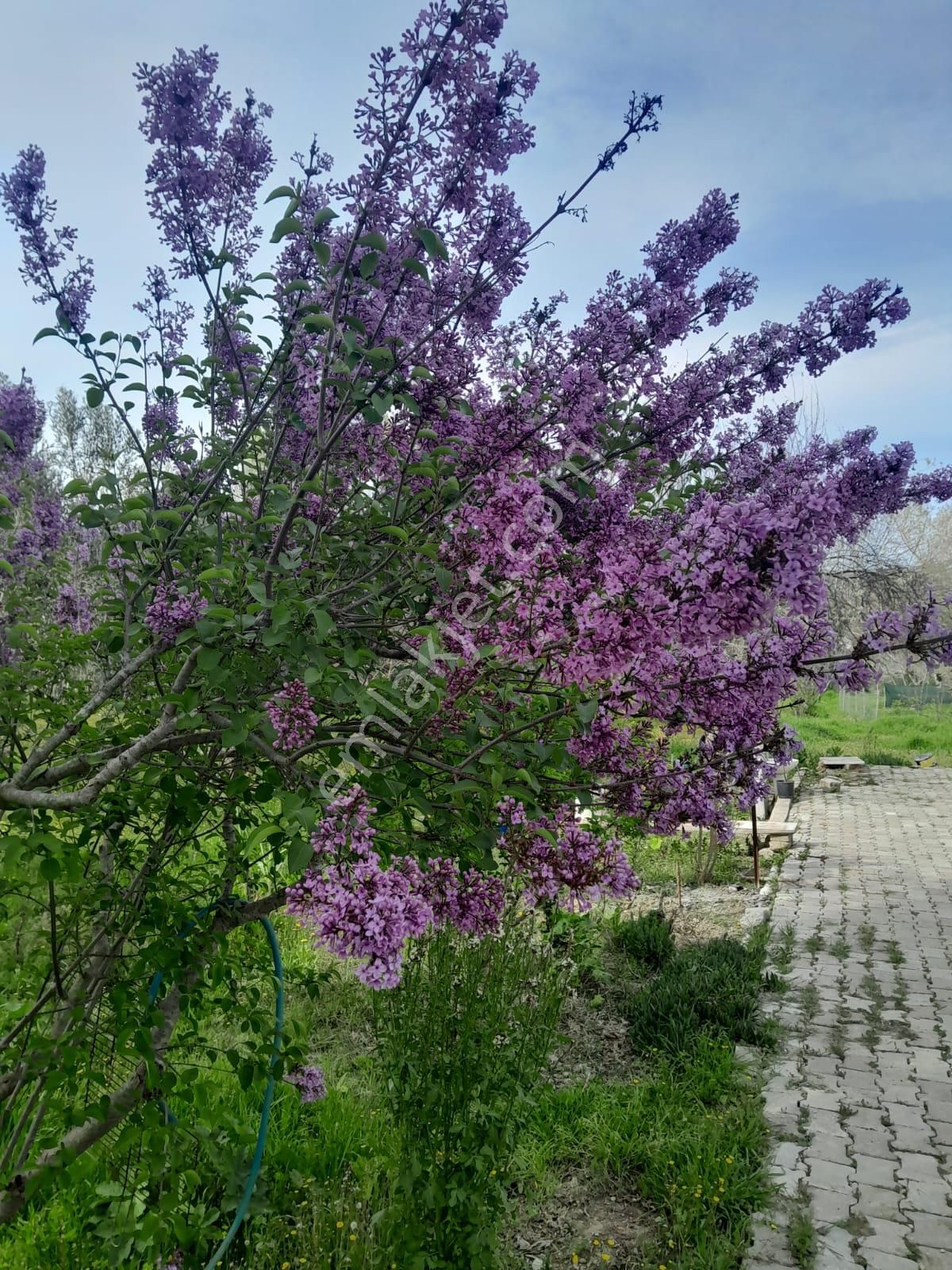 İmarlı Dubleks Ev, 3500m2, Zeytin Bahçesi,tarla,arsa Deniz Yakın - Görsel 31