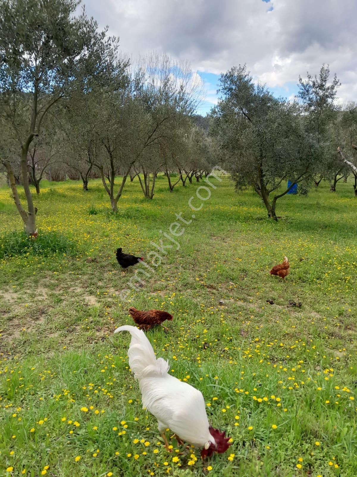 İmarlı Dubleks Ev, 3500m2, Zeytin Bahçesi,tarla,arsa Deniz Yakın - Görsel 11