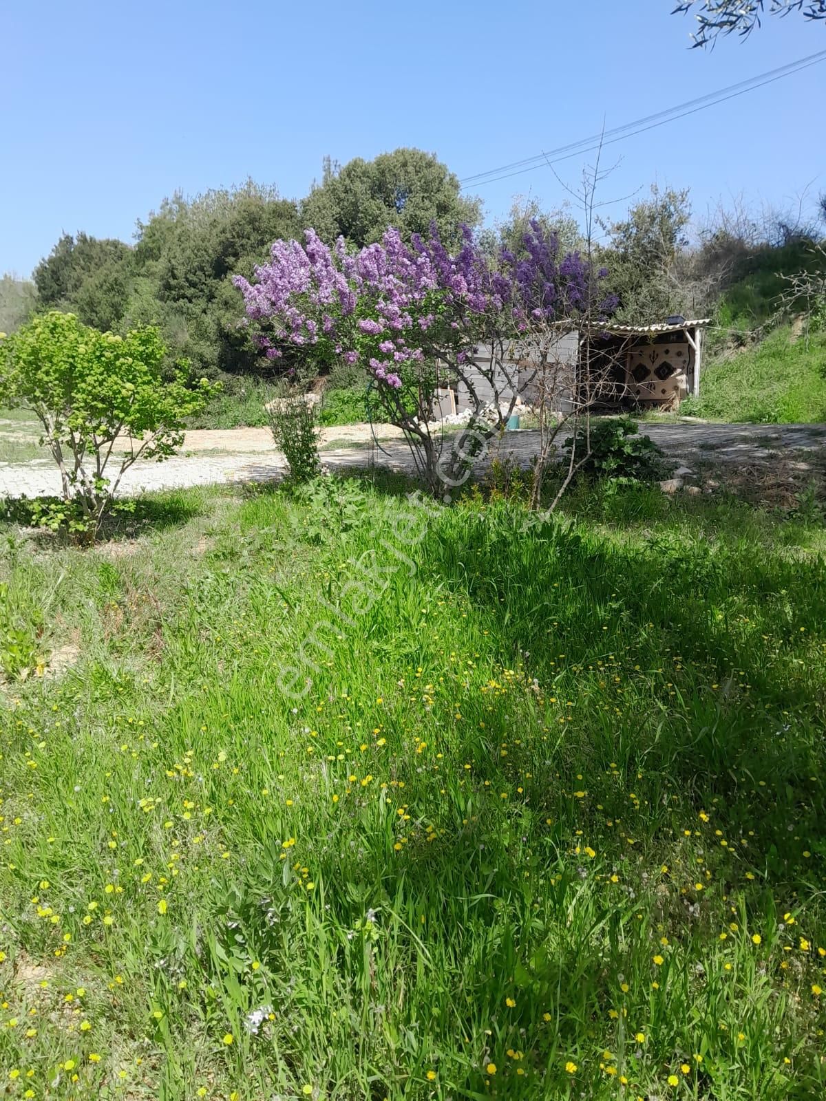 İmarlı Dubleks Ev, 3500m2, Zeytin Bahçesi,tarla,arsa Deniz Yakın - Görsel 26