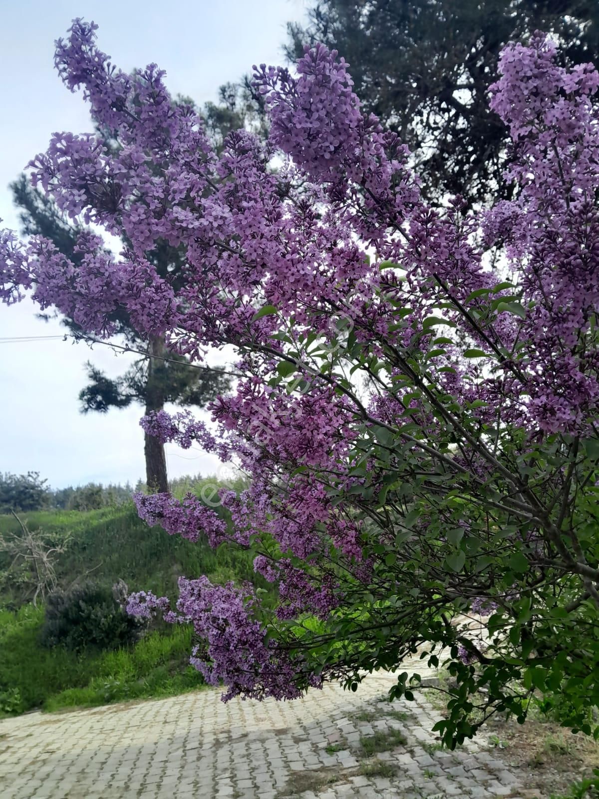 İmarlı Dubleks Ev, 3500m2, Zeytin Bahçesi,tarla,arsa Deniz Yakın - Görsel 29