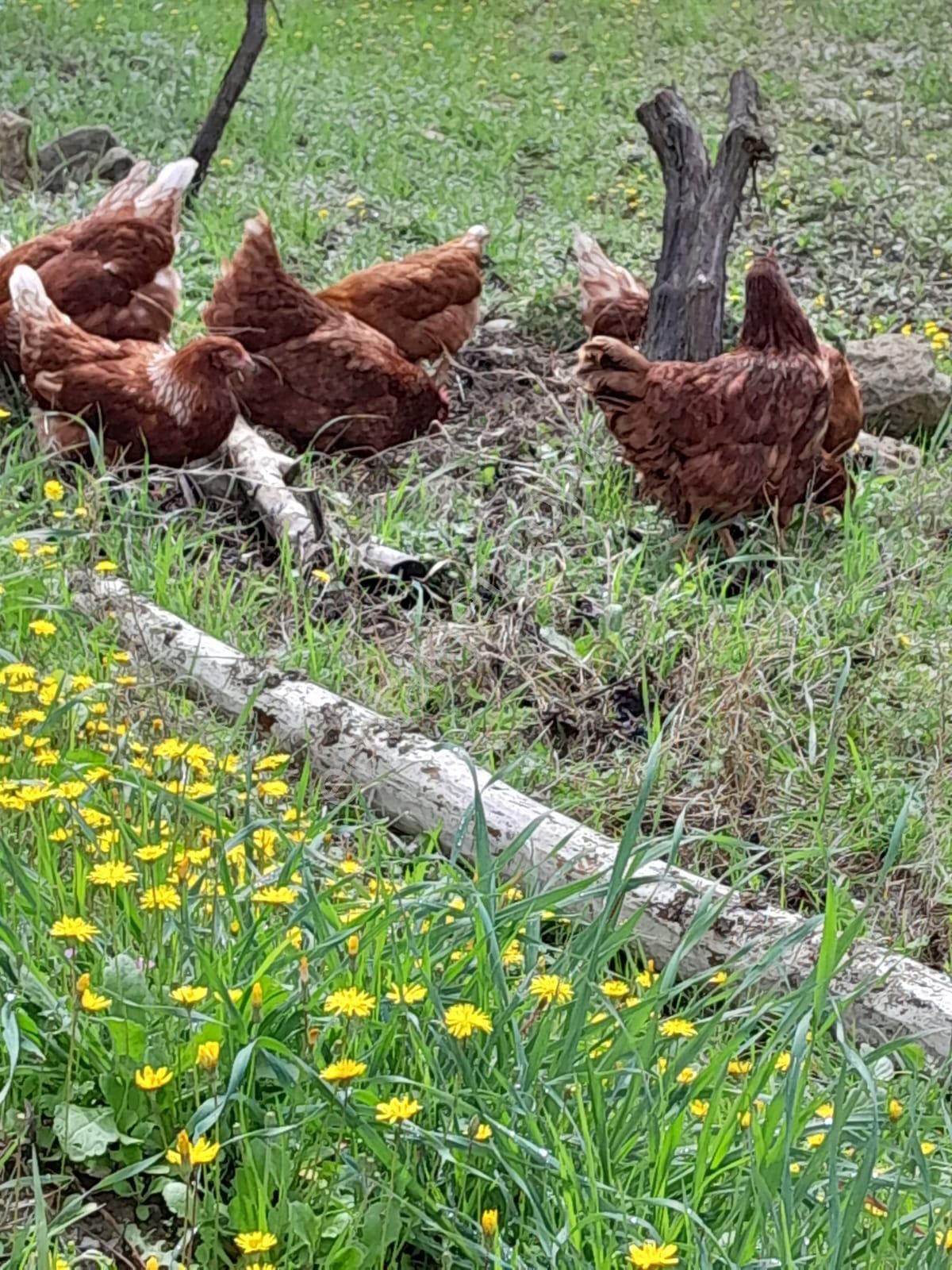 İmarlı Dubleks Ev, 3500m2, Zeytin Bahçesi,tarla,arsa Deniz Yakın - Görsel 10