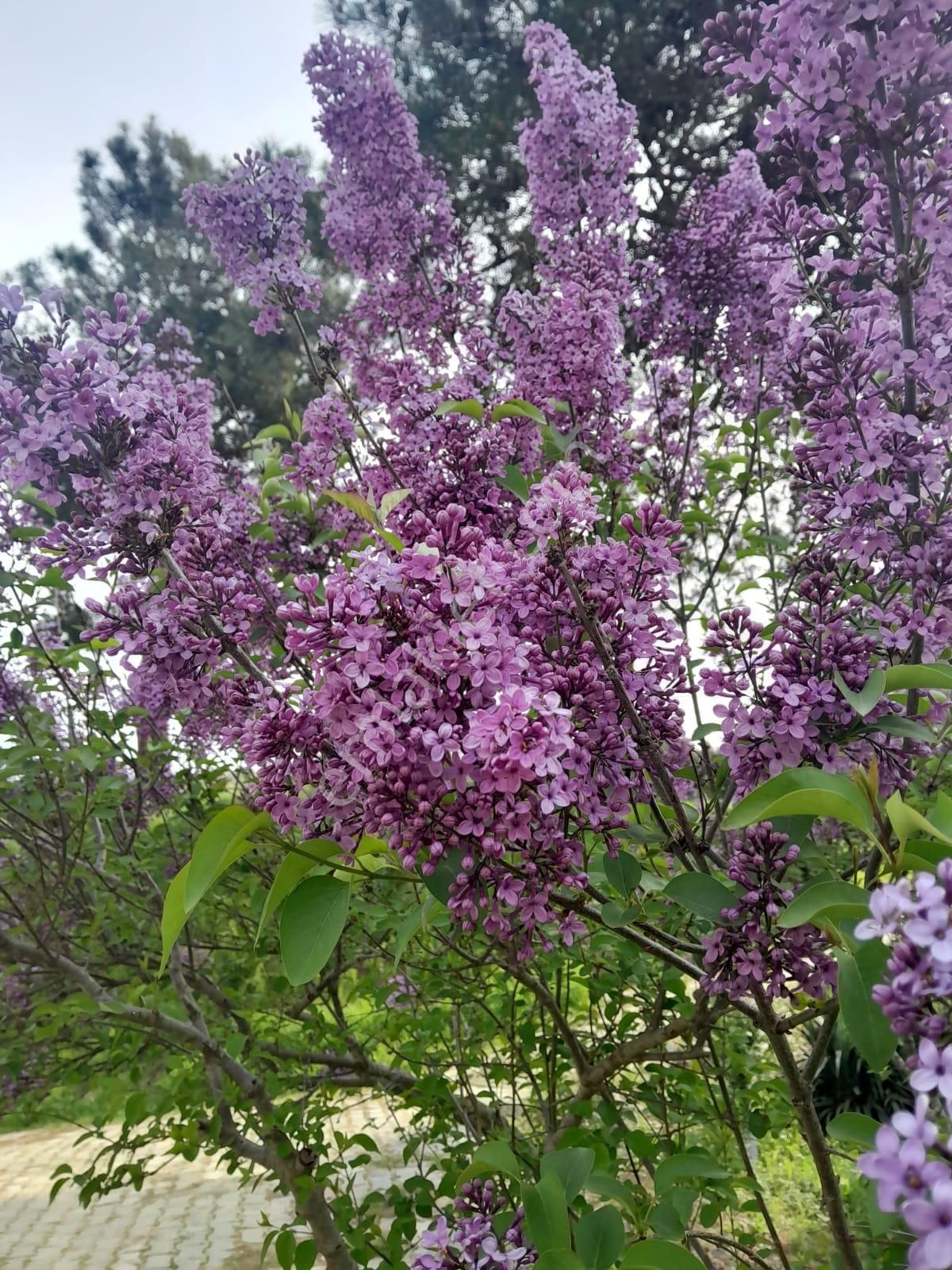 İmarlı Dubleks Ev, 3500m2, Zeytin Bahçesi,tarla,arsa Deniz Yakın - Görsel 28