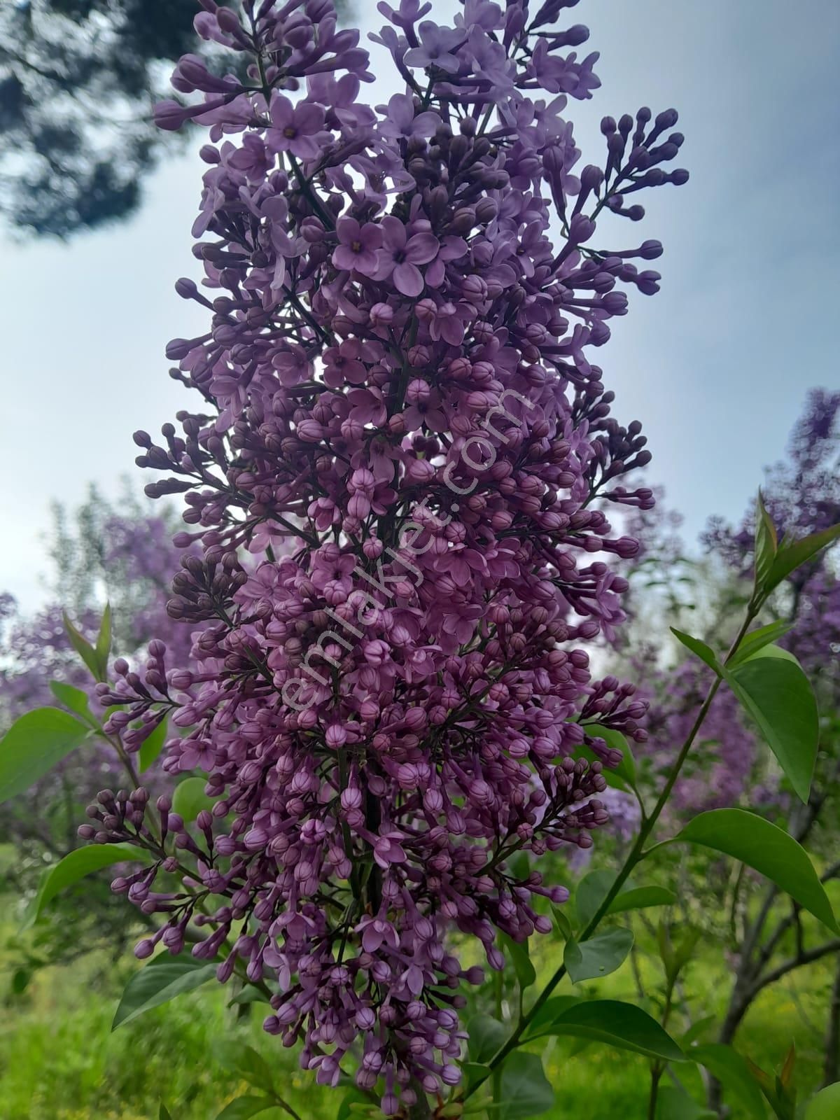 İmarlı Dubleks Ev, 3500m2, Zeytin Bahçesi,tarla,arsa Deniz Yakın - Görsel 21