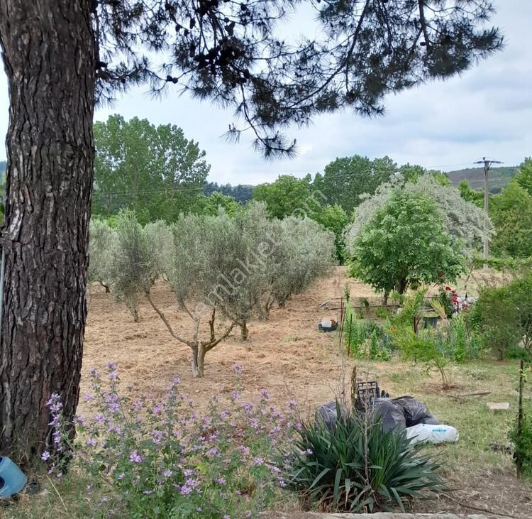 İmarlı Dubleks Ev, 3500m2, Zeytin Bahçesi,tarla,arsa Deniz Yakın - Görsel 2