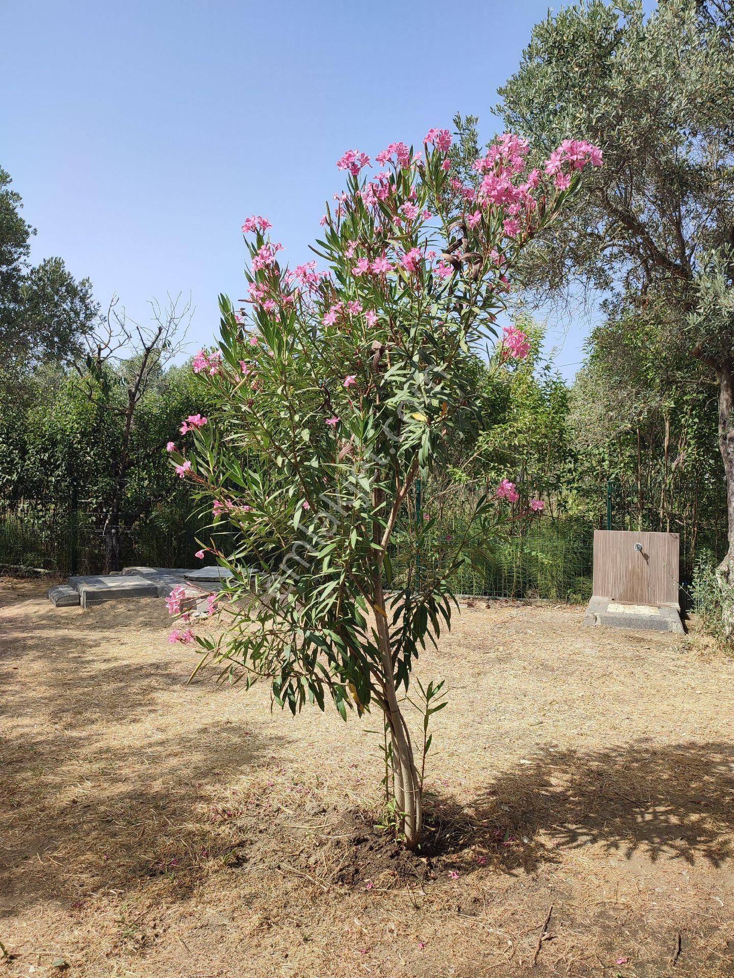 Balıkesir Erdek Turanlarda Satılık Müstakil Ev - Görsel 30