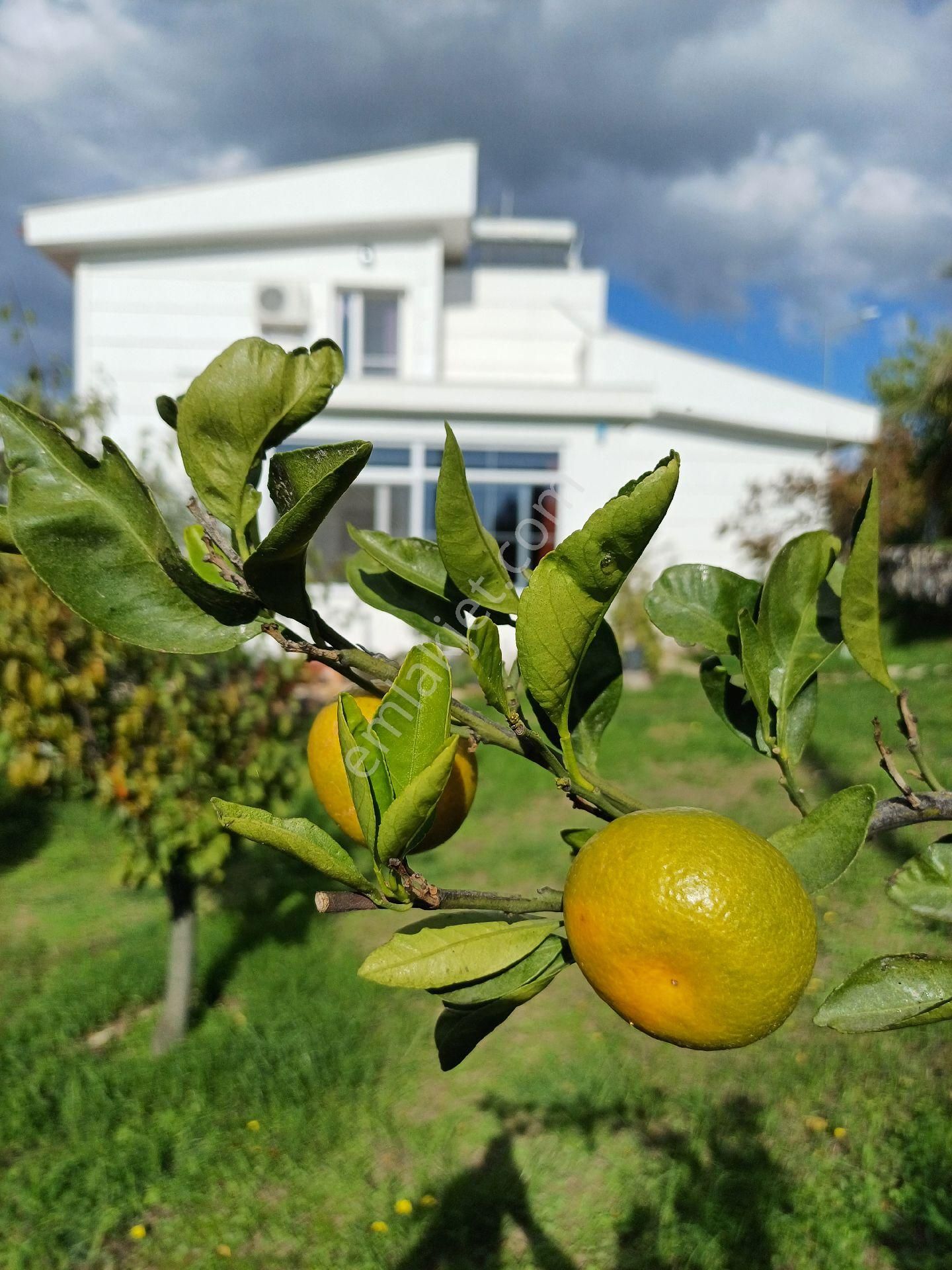 Seferihisar Ulamış Ufukköy Sitesi Villa - Görsel 19