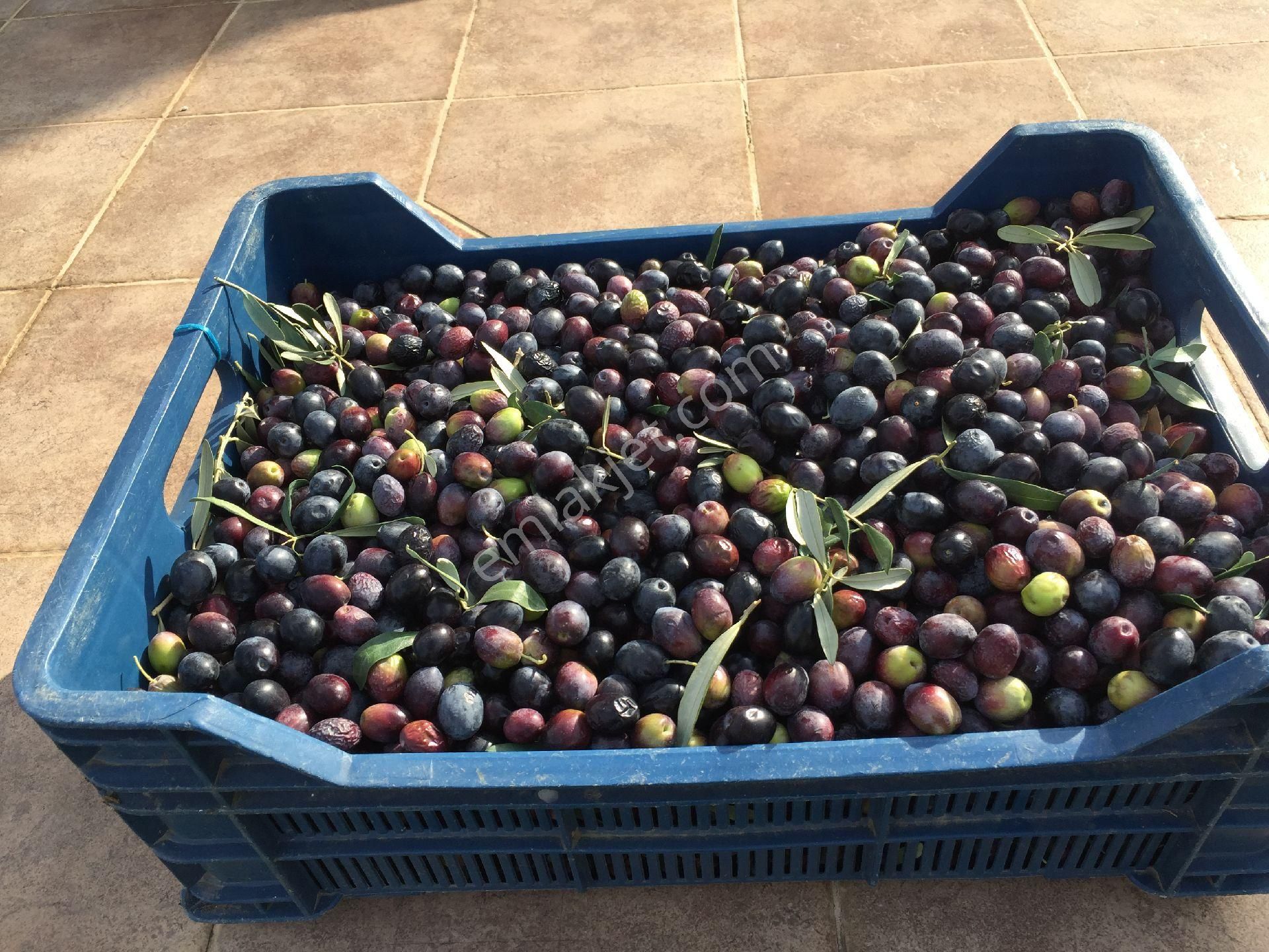 Seferihisar Ulamış Ufukköy Sitesi Villa - Görsel 9