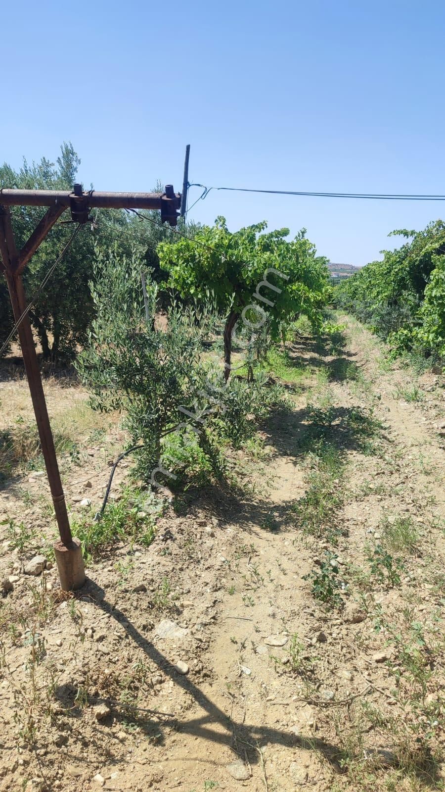 Çölgezen Gayrimenkulden Satılık Zeytinlik Ve Üzüm Bağı - Görsel 14