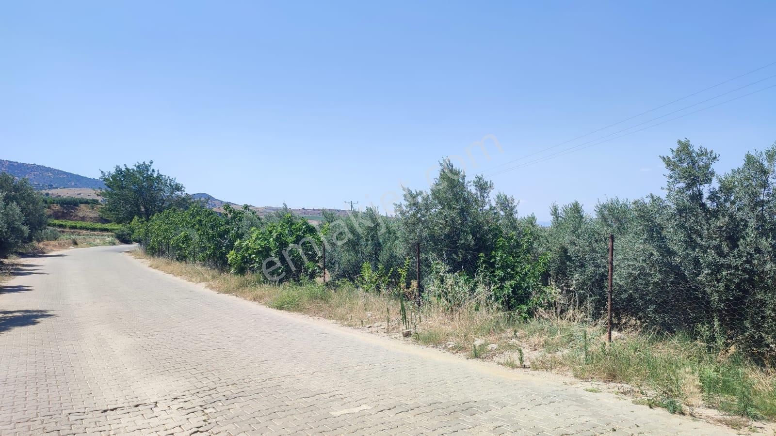 Çölgezen Gayrimenkulden Satılık Zeytinlik Ve Üzüm Bağı - Görsel 10