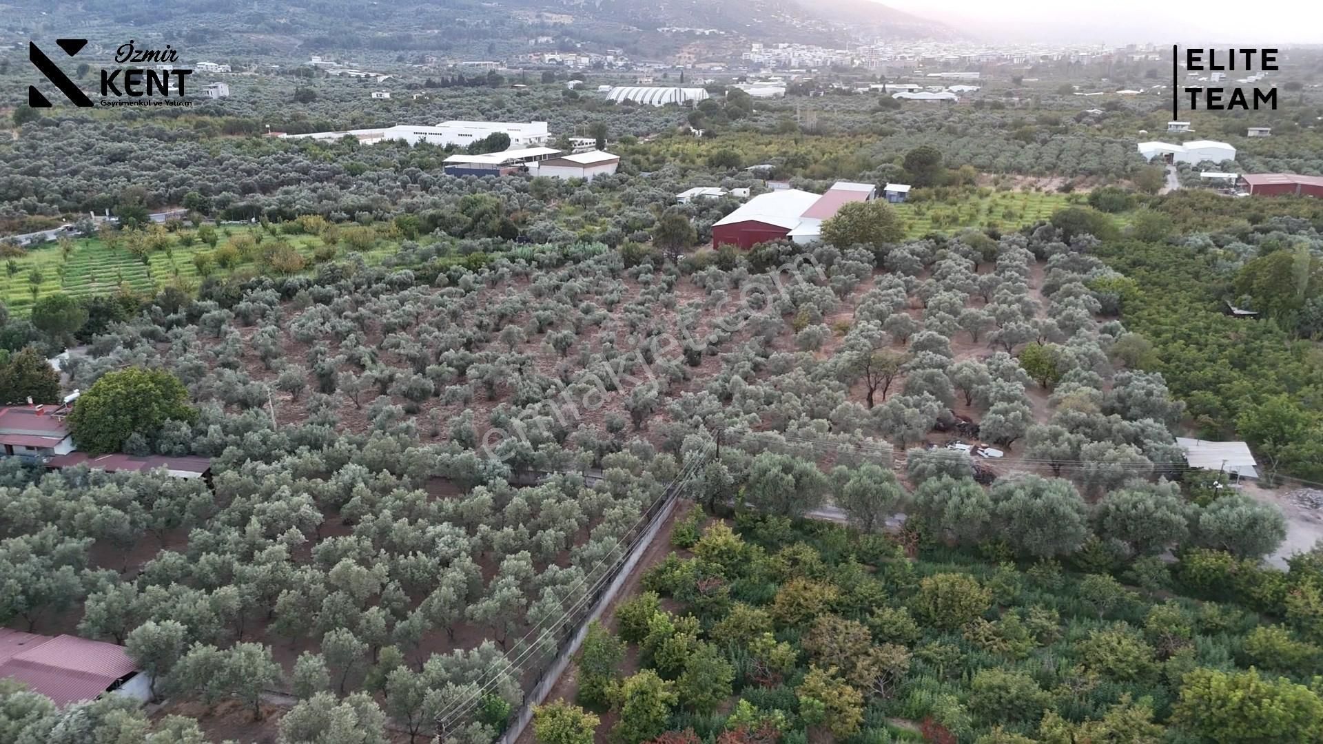 Kemalpaşa Mehmet Akif Ersoy Mahallesi'nde 8.192 M2 Satılık Arazi - Görsel 11