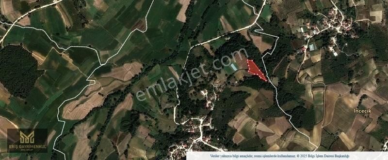 Kandıra Mancarlar Köyünde Yollu Fındık Bahçesi - Görsel 2