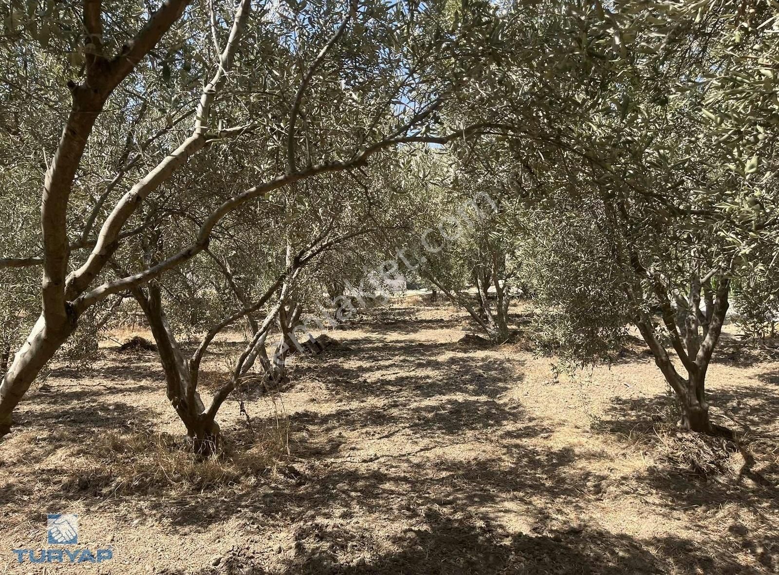 Torbalı Eğerci Mahallesinde 443m2 2 Kat İmarlı Arsa - Görsel 32