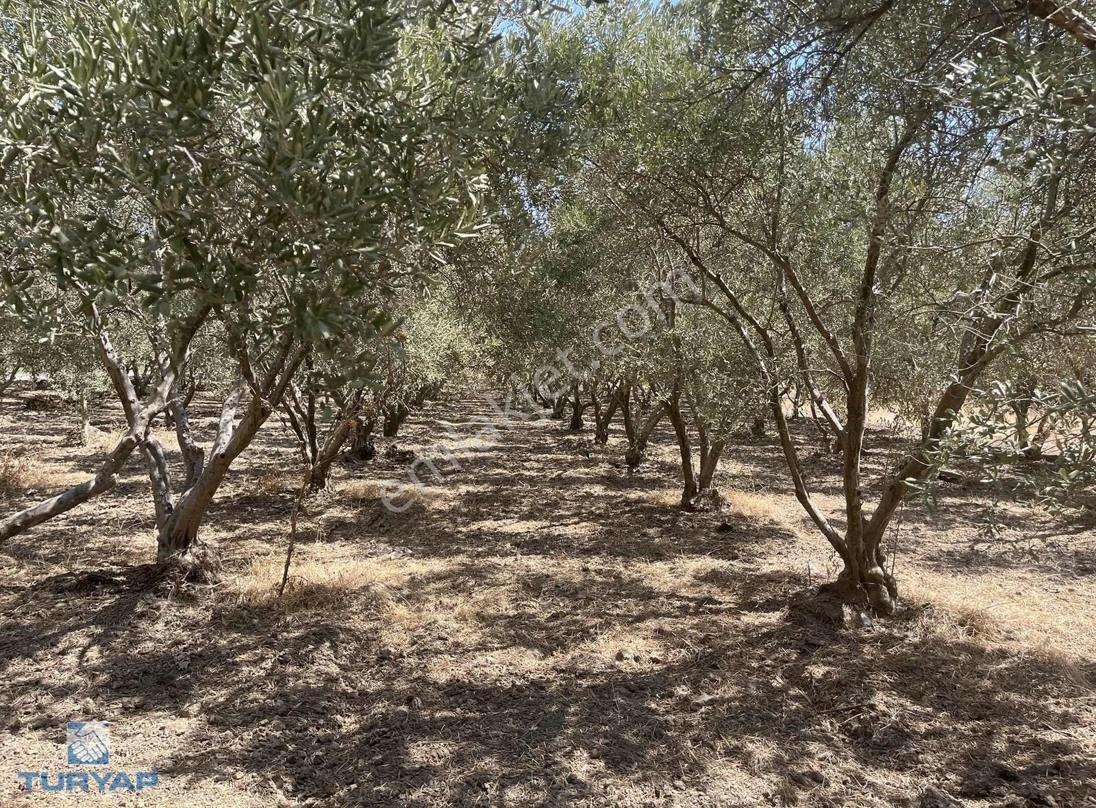 Torbalı Eğerci Mahallesinde 443m2 2 Kat İmarlı Arsa - Görsel 19