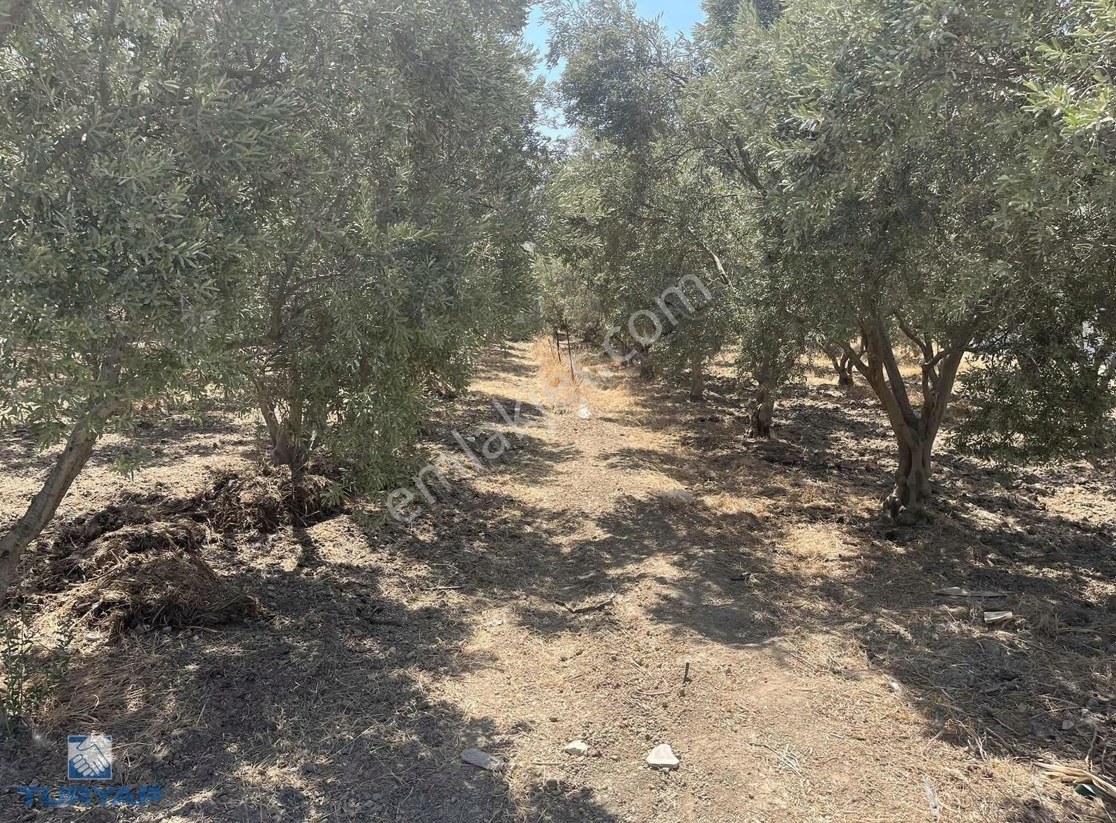 Torbalı Eğerci Mahallesinde 443m2 2 Kat İmarlı Arsa - Görsel 10