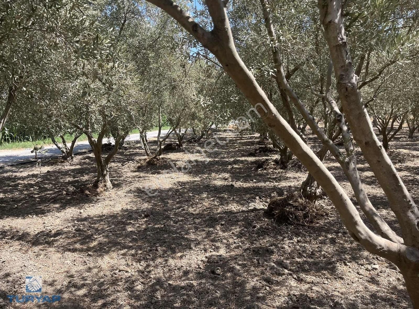 Torbalı Eğerci Mahallesinde 443m2 2 Kat İmarlı Arsa - Görsel 3