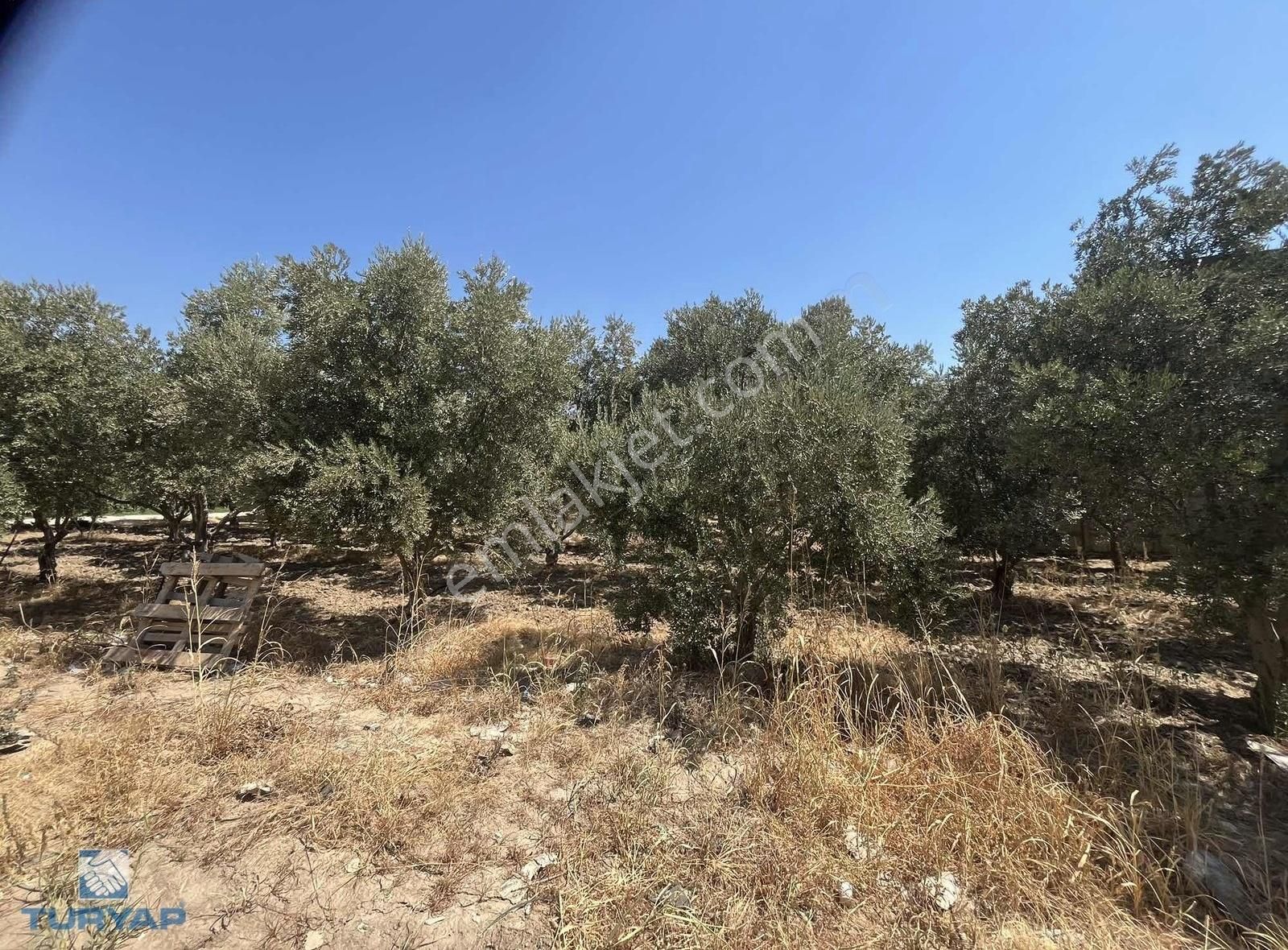 Torbalı Eğerci Mahallesinde 443m2 2 Kat İmarlı Arsa - Görsel 27