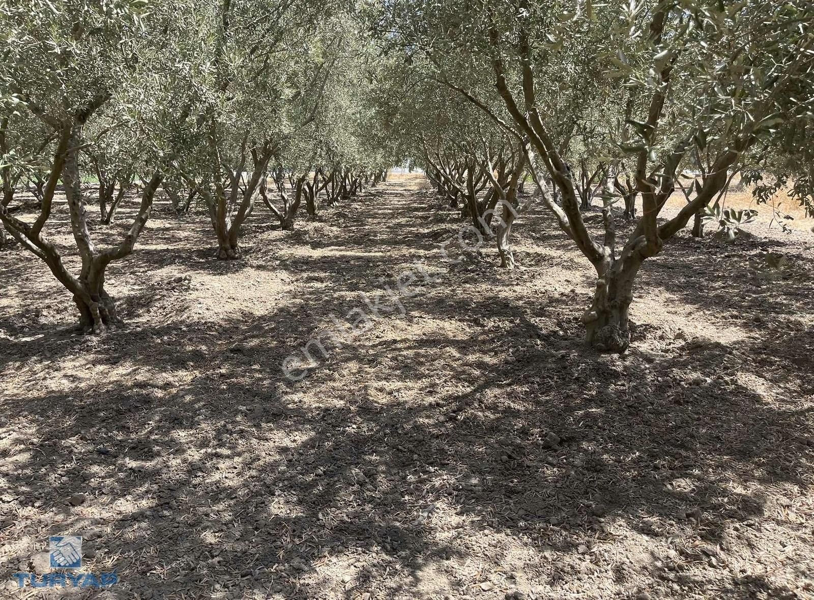 Torbalı Eğerci Mahallesinde 443m2 2 Kat İmarlı Arsa - Görsel 29