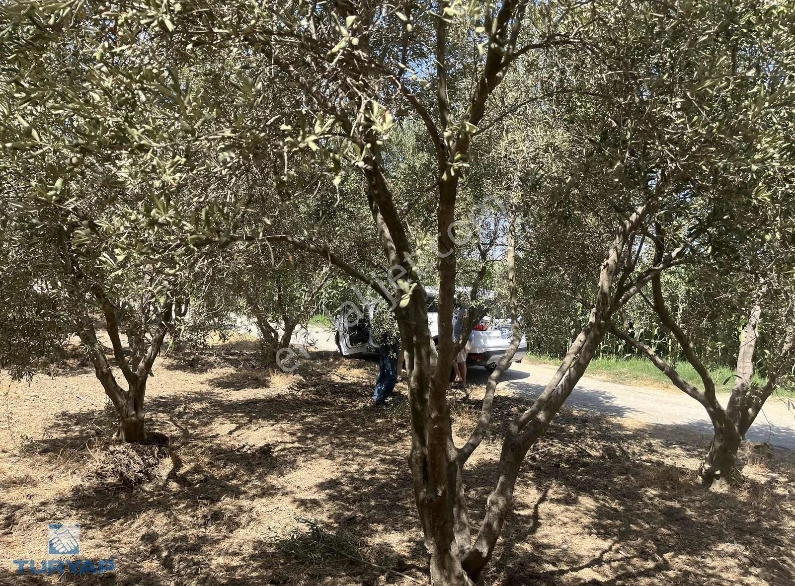 Torbalı Eğerci Mahallesinde 443m2 2 Kat İmarlı Arsa - Görsel 13