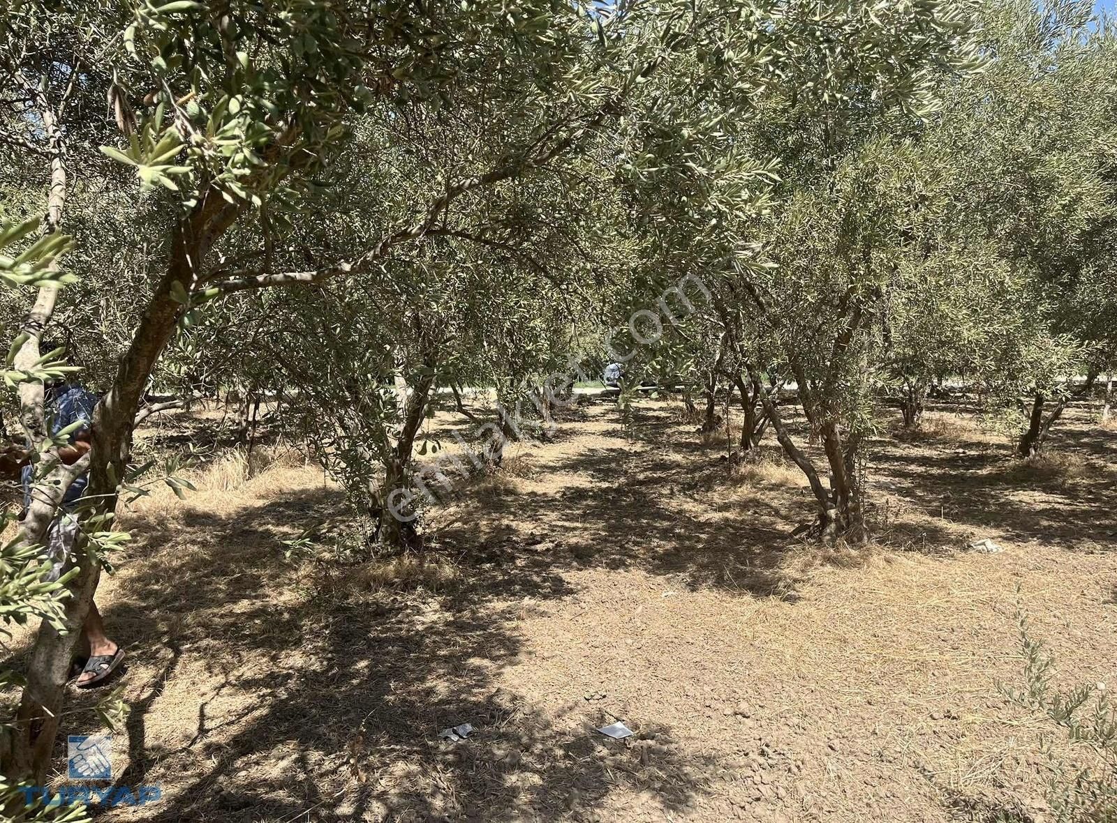 Torbalı Eğerci Mahallesinde 443m2 2 Kat İmarlı Arsa - Görsel 33