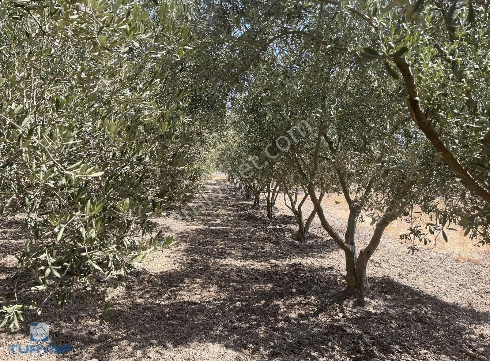 Torbalı Eğerci Mahallesinde 443m2 2 Kat İmarlı Arsa - Görsel 28