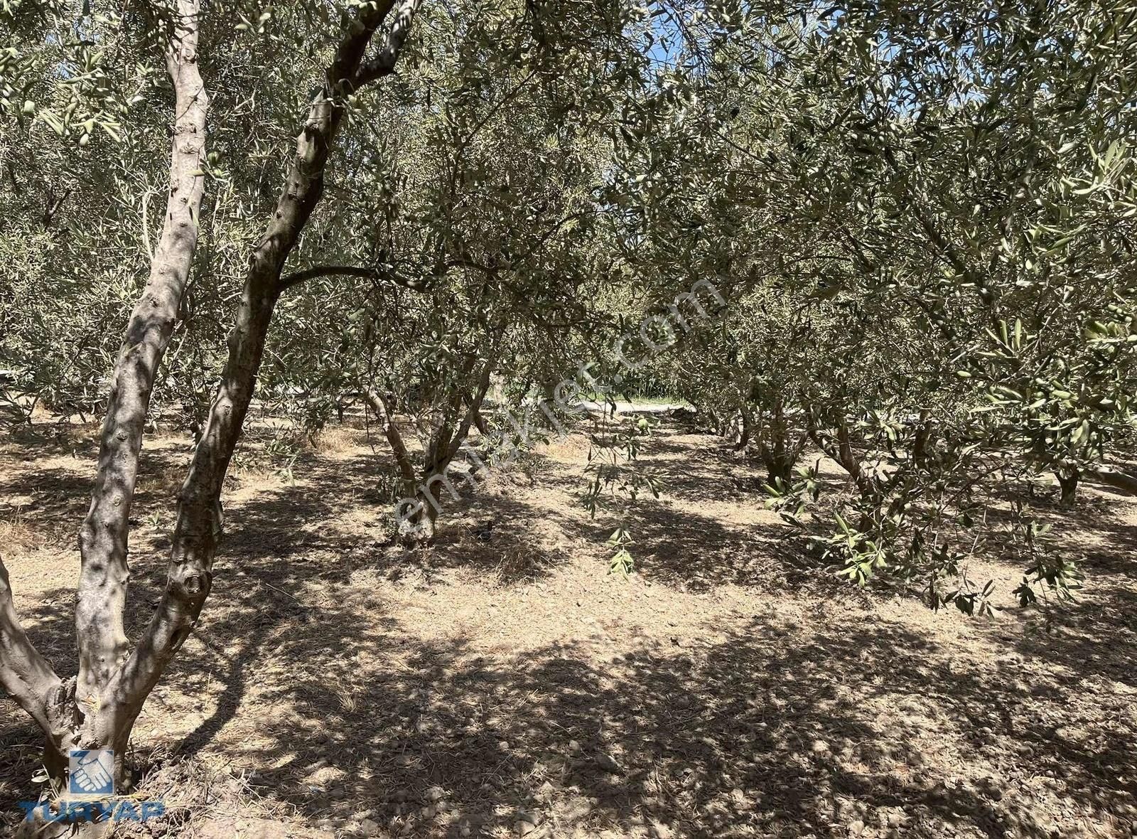 Torbalı Eğerci Mahallesinde 443m2 2 Kat İmarlı Arsa - Görsel 18