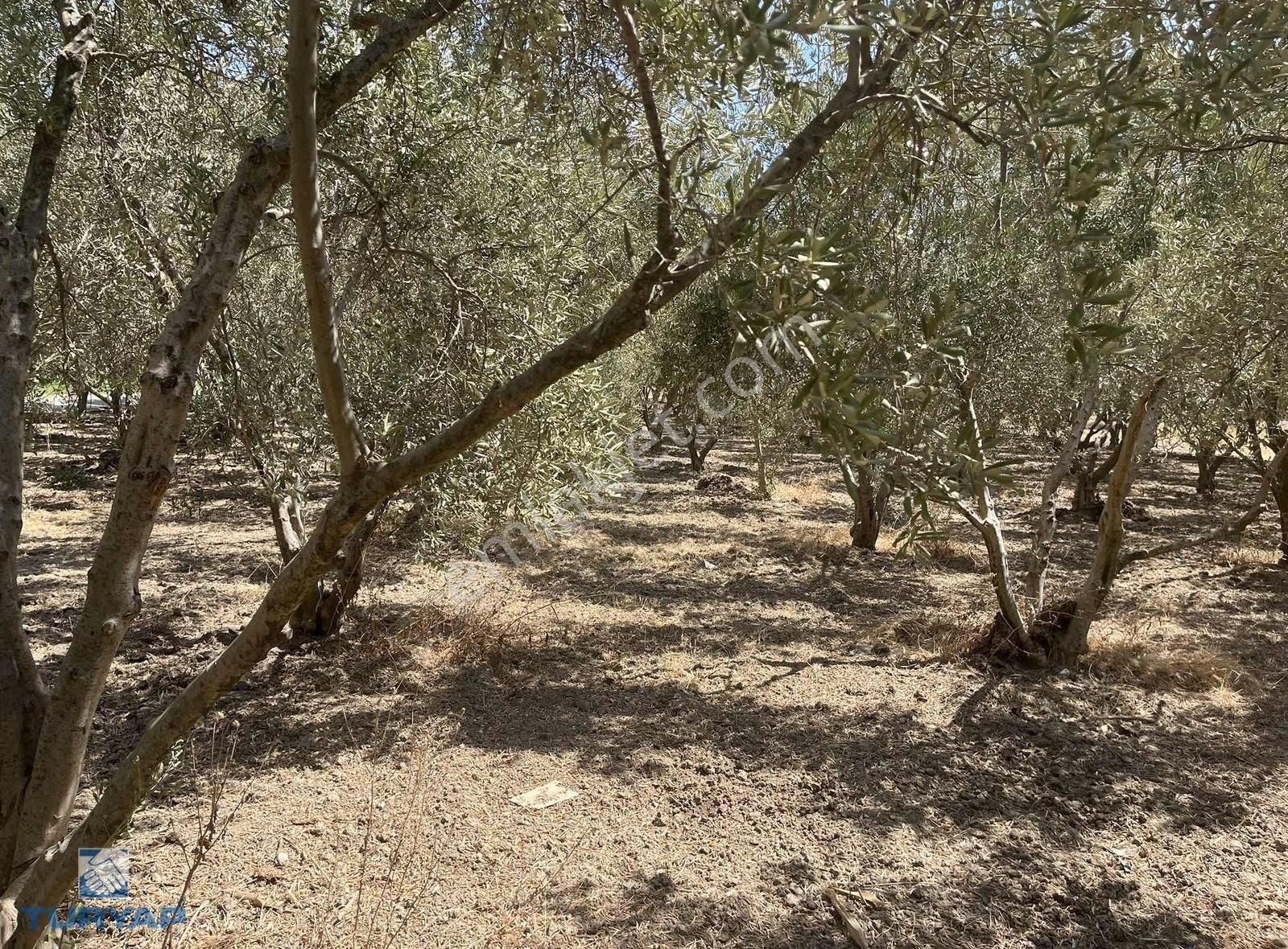 Torbalı Eğerci Mahallesinde 443m2 2 Kat İmarlı Arsa - Görsel 34