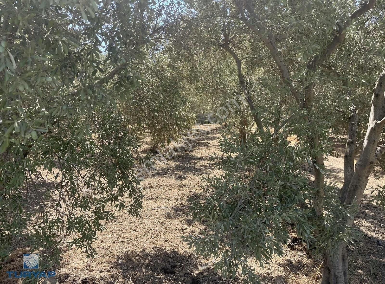 Torbalı Eğerci Mahallesinde 443m2 2 Kat İmarlı Arsa - Görsel 23