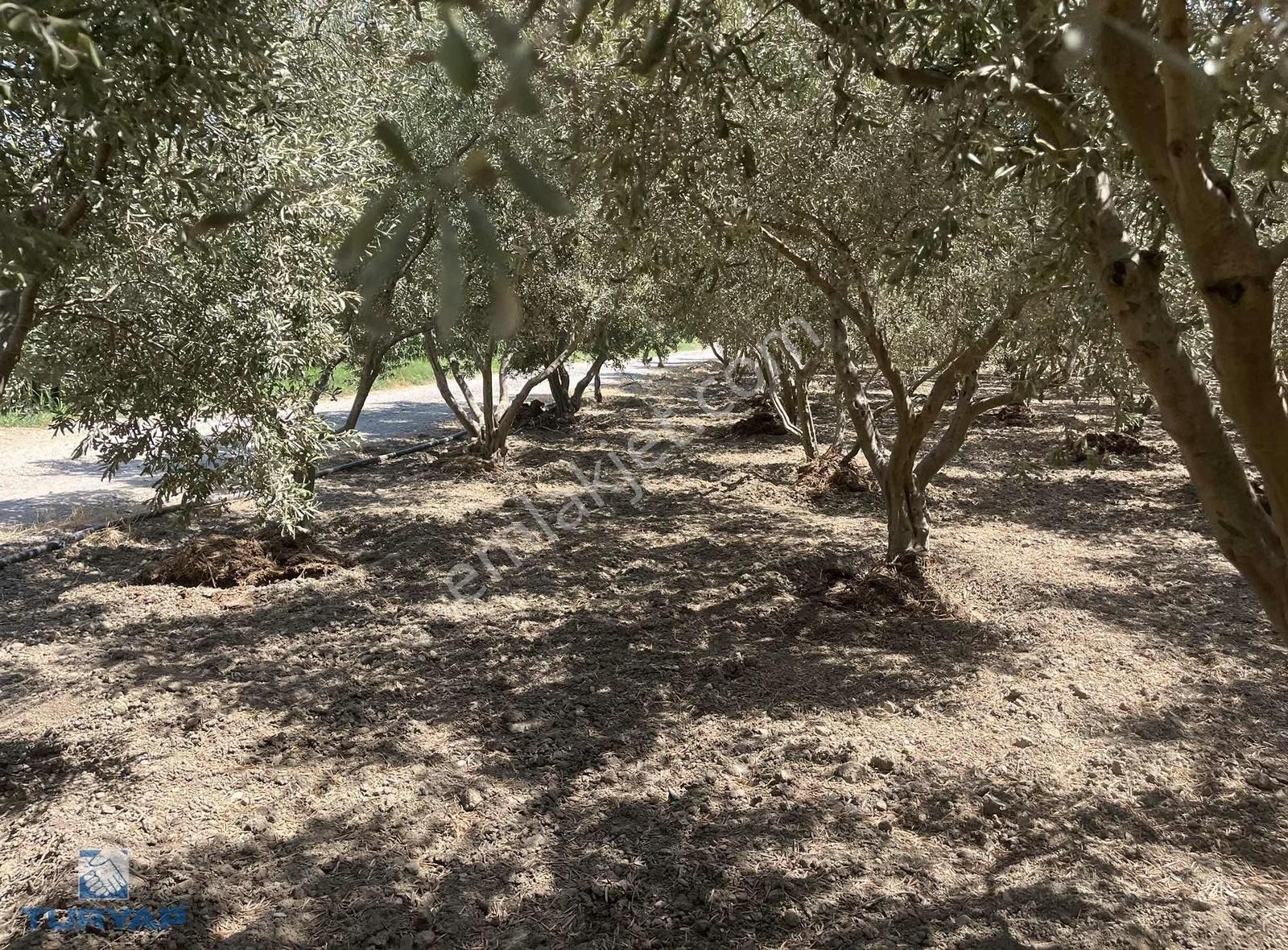 Torbalı Eğerci Mahallesinde 443m2 2 Kat İmarlı Arsa - Görsel 2