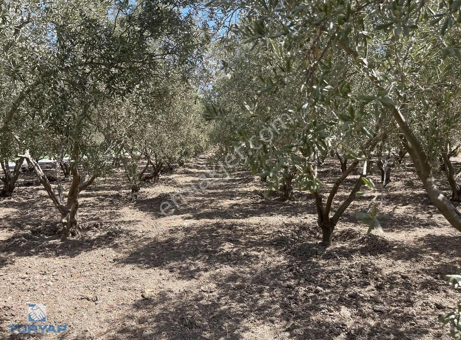 Torbalı Eğerci Mahallesinde 443m2 2 Kat İmarlı Arsa - Görsel 11