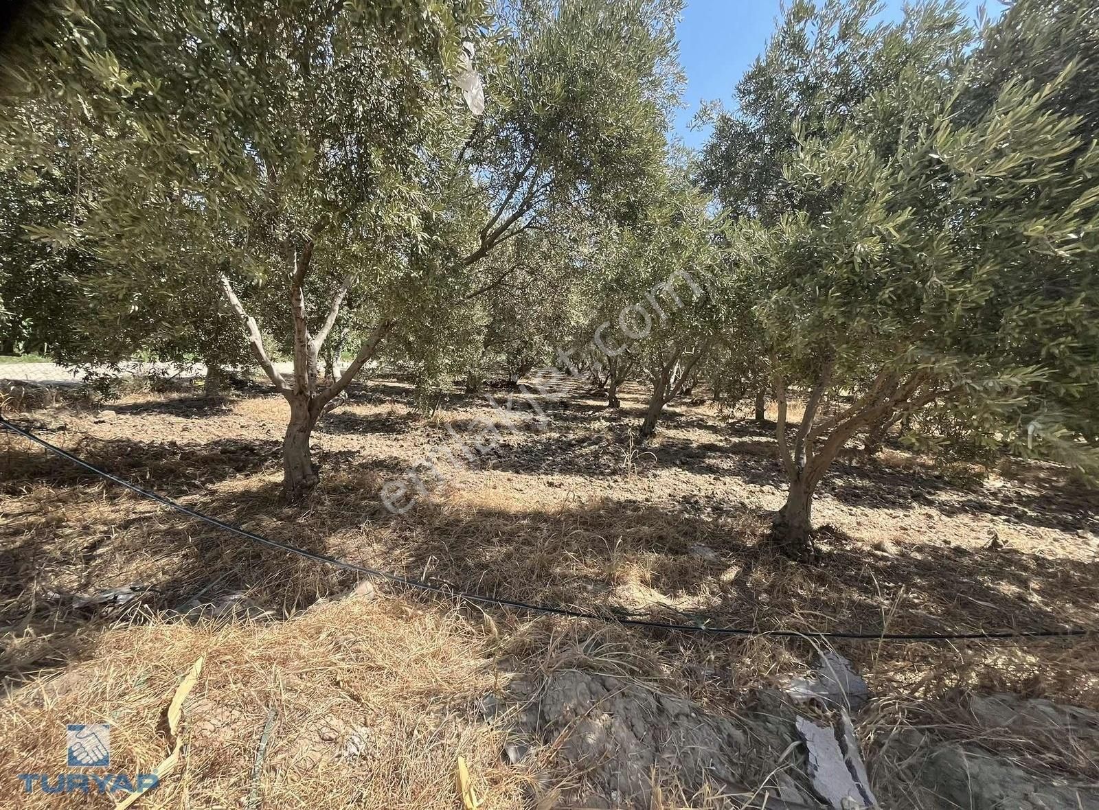 Torbalı Eğerci Mahallesinde 443m2 2 Kat İmarlı Arsa - Görsel 14