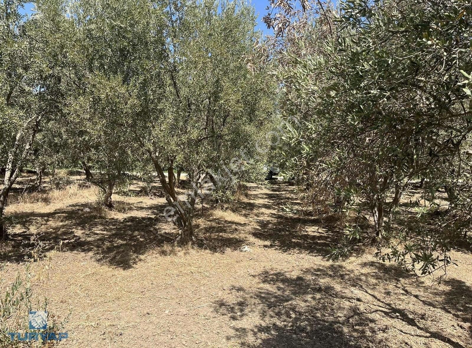 Torbalı Eğerci Mahallesinde 443m2 2 Kat İmarlı Arsa - Görsel 21