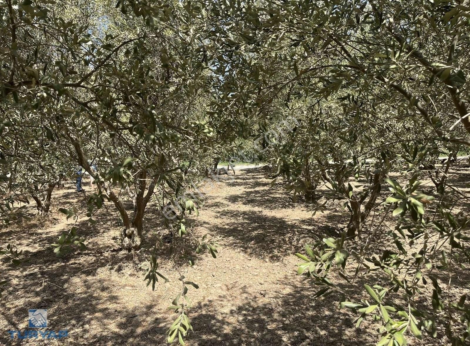 Torbalı Eğerci Mahallesinde 443m2 2 Kat İmarlı Arsa - Görsel 31