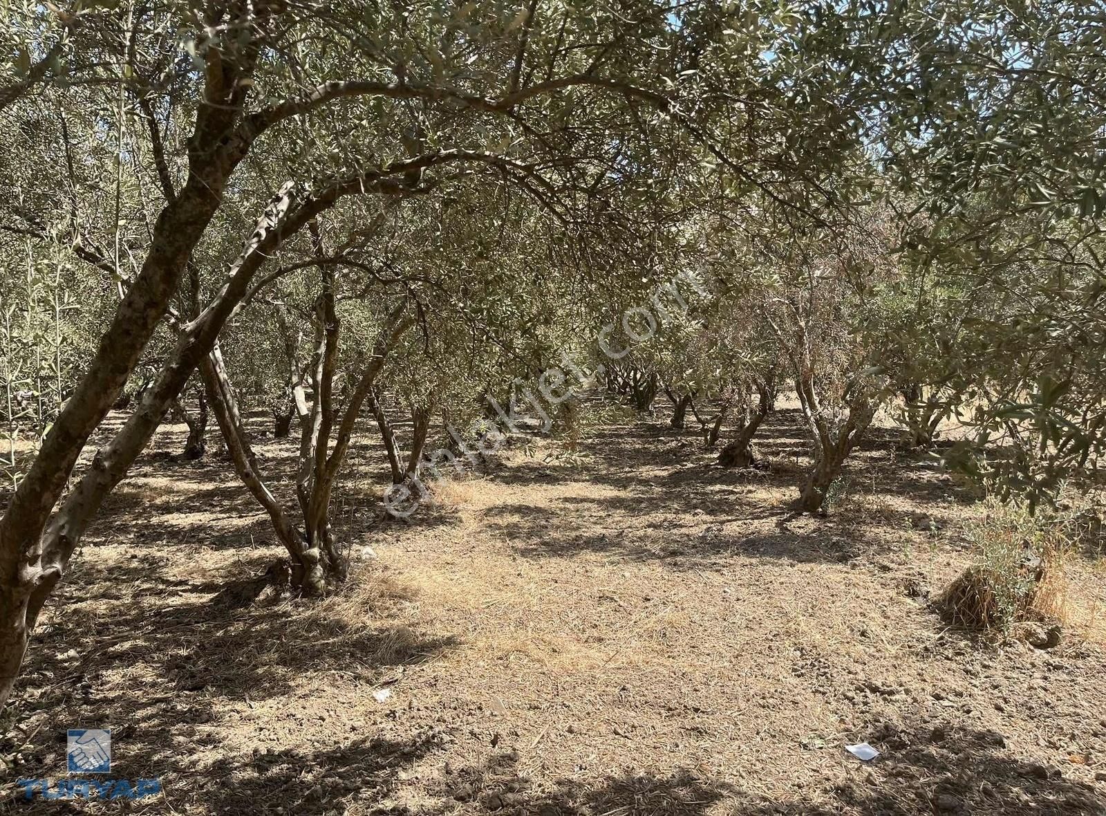 Torbalı Eğerci Mahallesinde 443m2 2 Kat İmarlı Arsa - Görsel 4