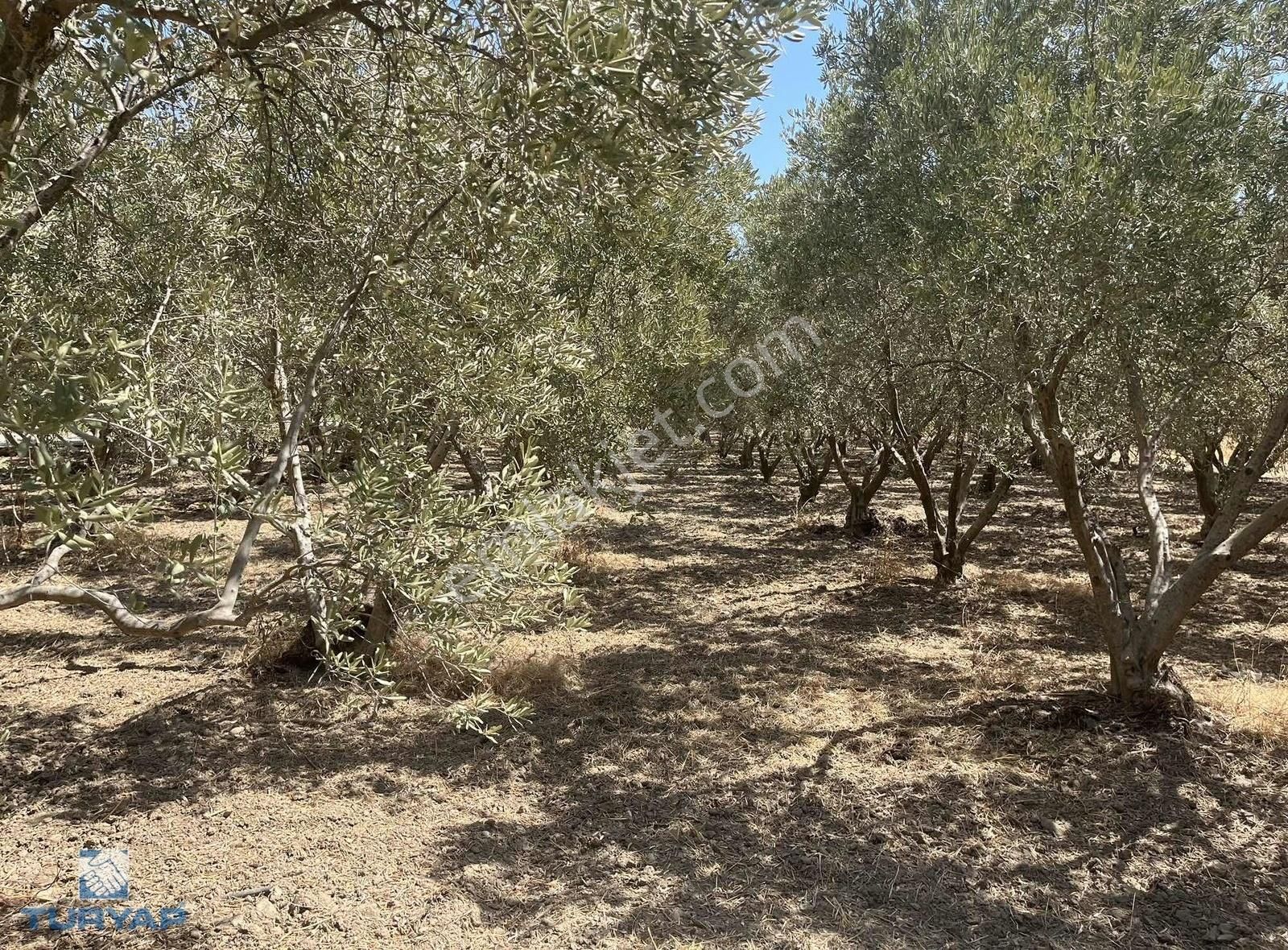 Torbalı Eğerci Mahallesinde 443m2 2 Kat İmarlı Arsa - Görsel 15