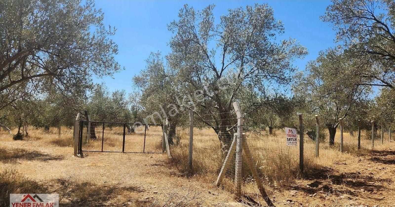 Yener Emlak'tan Zeytinli Kocakır'da ▒ Etrafı Çevrili ▒ 4.398m² - Görsel 7