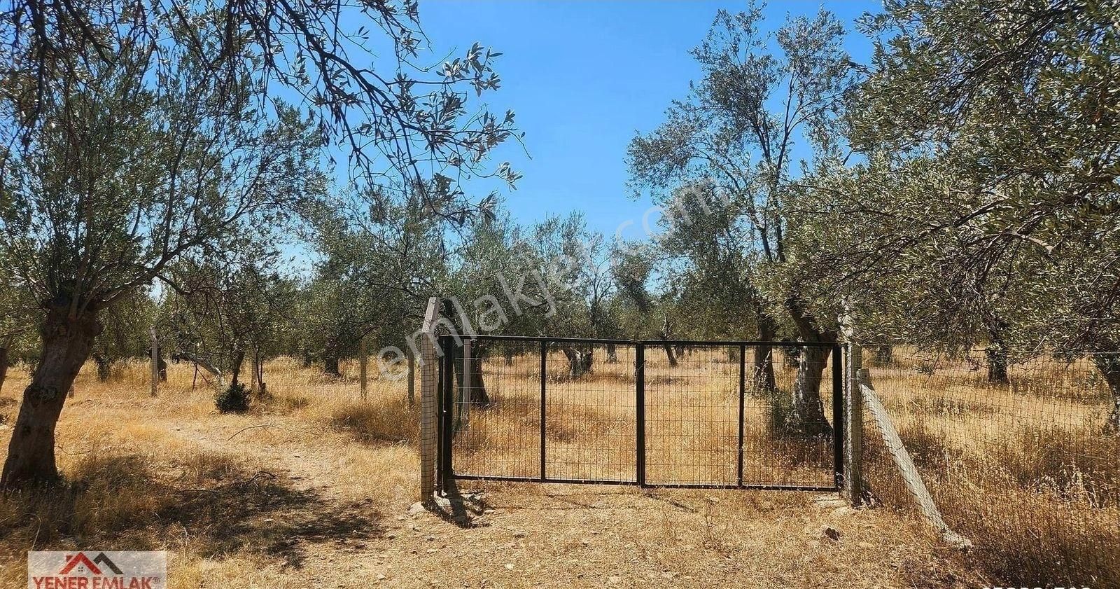 Yener Emlak'tan Zeytinli Kocakır'da ▒ Etrafı Çevrili ▒ 4.398m² - Görsel 24