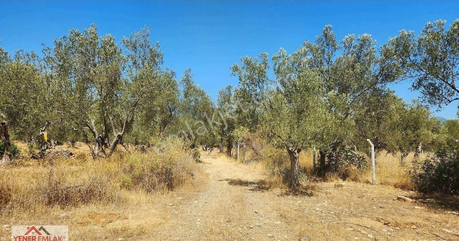 Yener Emlak'tan Zeytinli Kocakır'da ▒ Etrafı Çevrili ▒ 4.398m² - Görsel 15