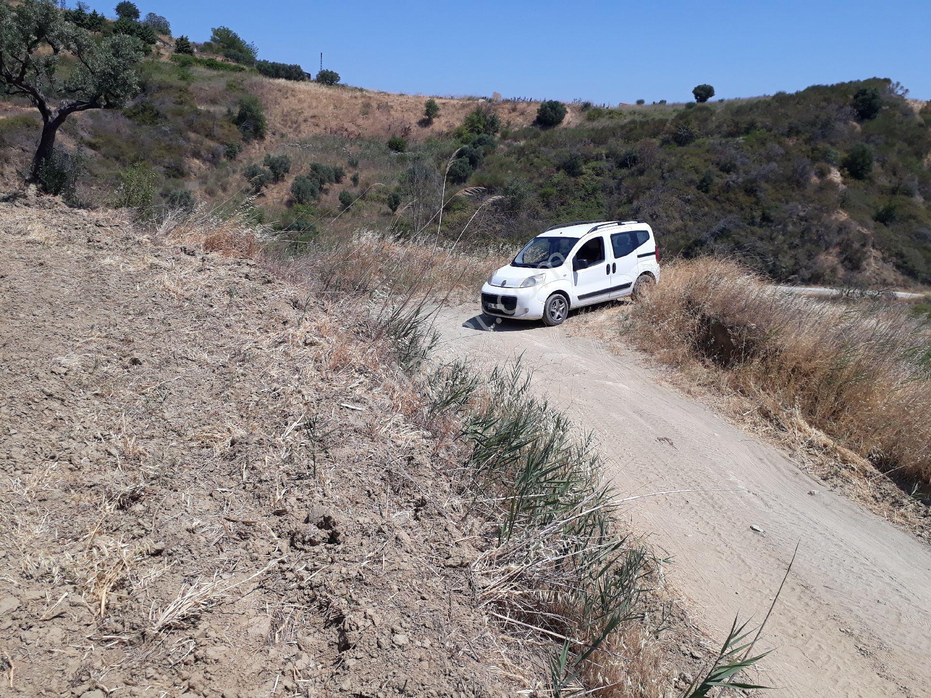 Tekirdağ Şarköy Mürefte Mh De Muhteşem Deniz Manzaralı Satılık Zeytinlik - Görsel 5