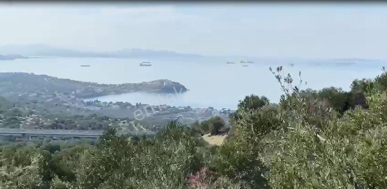 Deniz Manzaralı Küçük Parça Satılık Zeytinlik