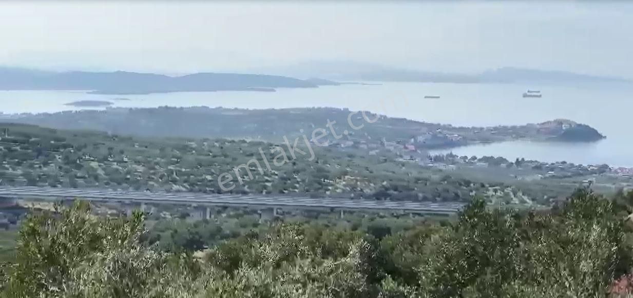 Deniz Manzaralı Küçük Parça Satılık Zeytinlik - Görsel 3