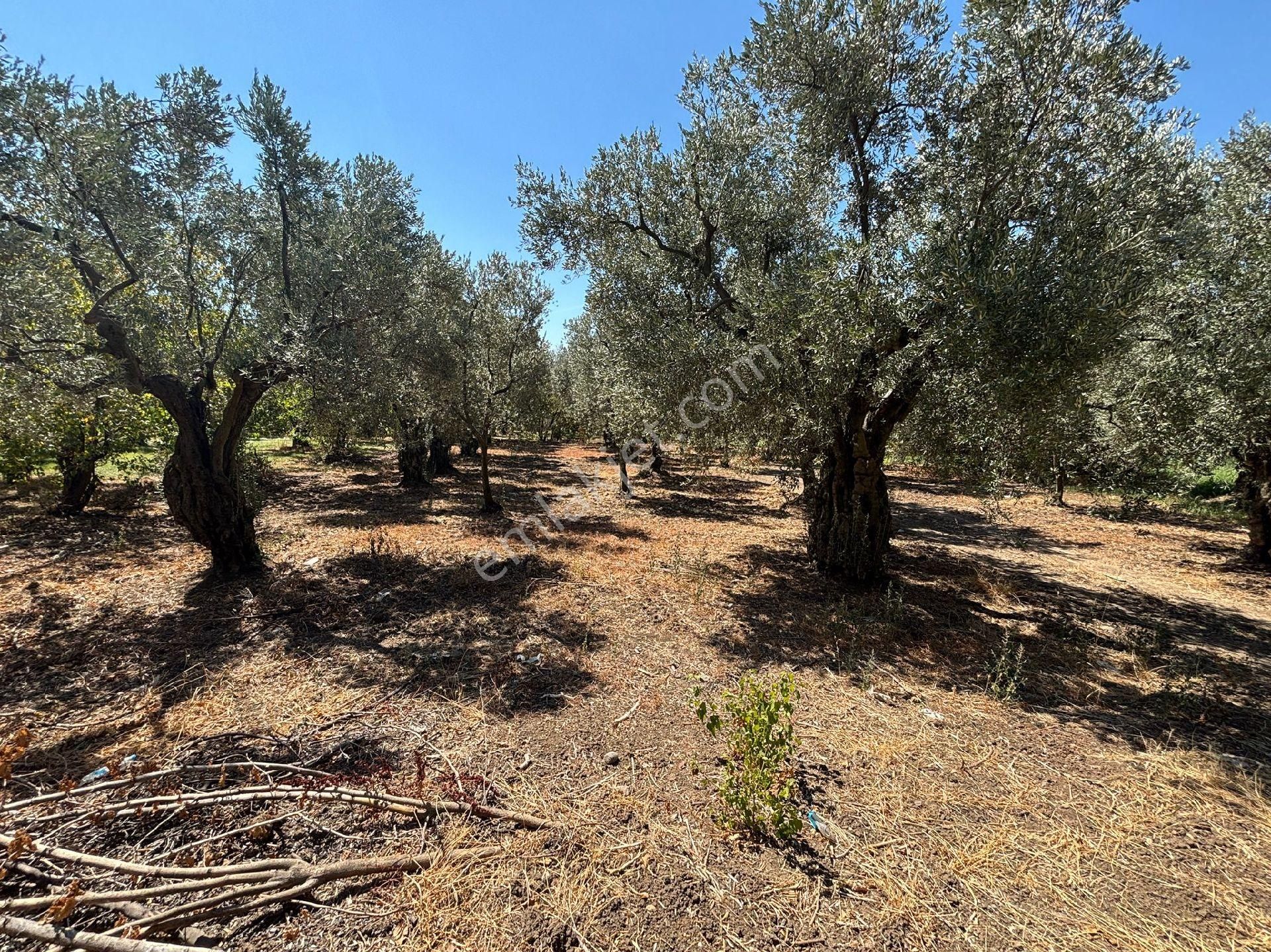 Çakırlı'da Köye 100 Metre Mesafede Satılık Kupon Zeytinlik - Görsel 26