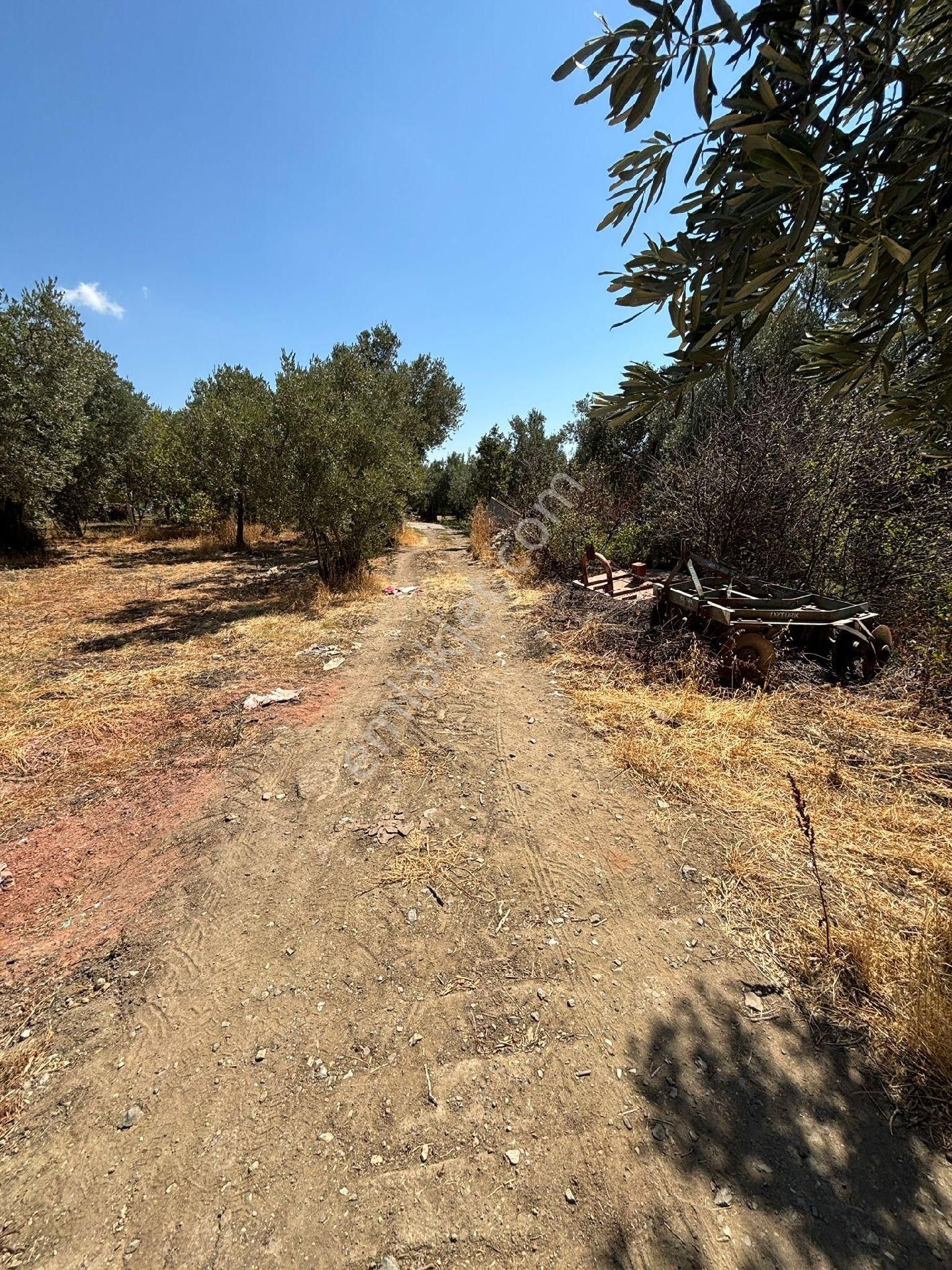 Çakırlı'da Köye 100 Metre Mesafede Satılık Kupon Zeytinlik - Görsel 7