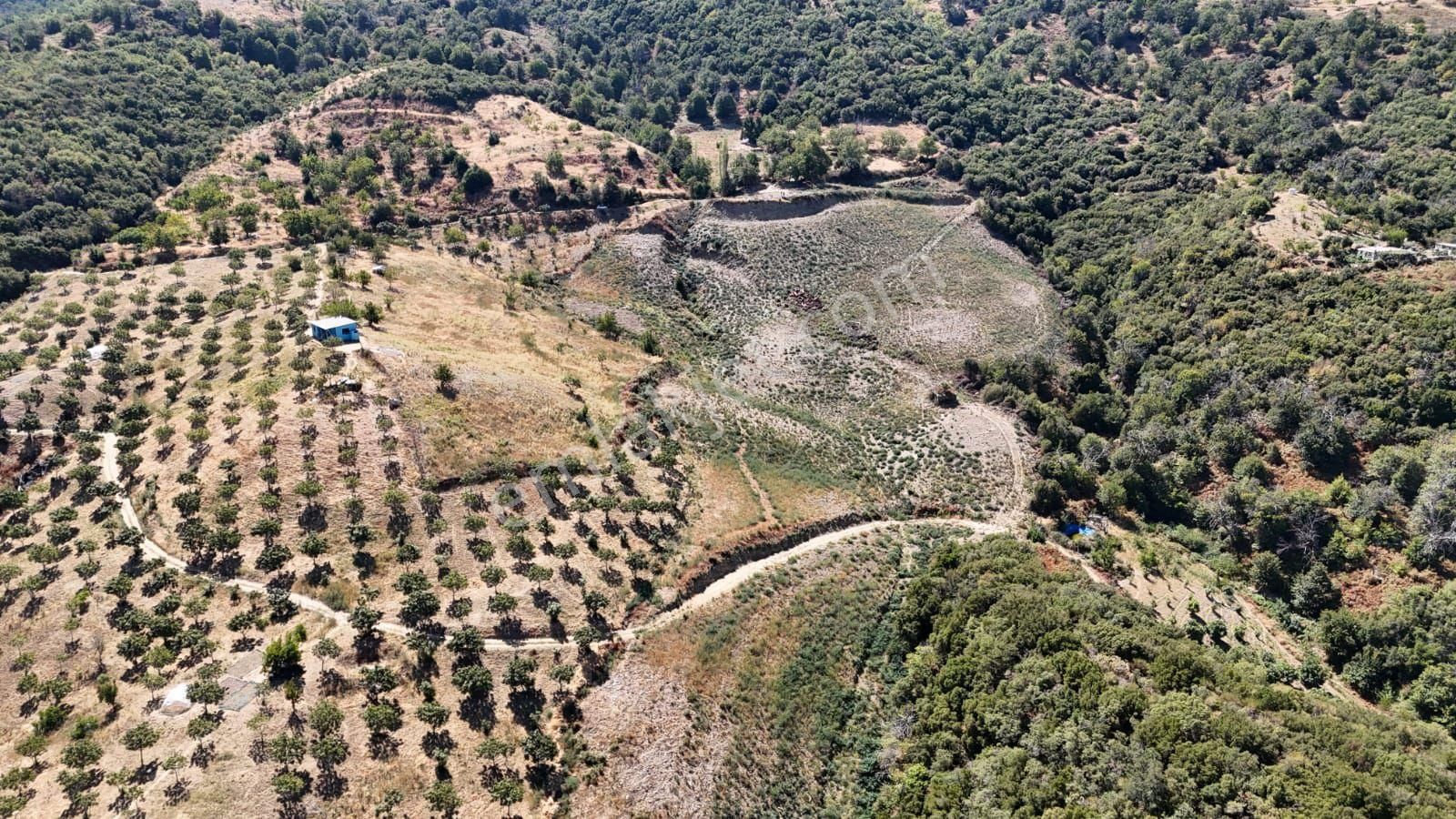 Kaçmaz Emlaktan Kaplanda 15 000 M2 Kestanelik