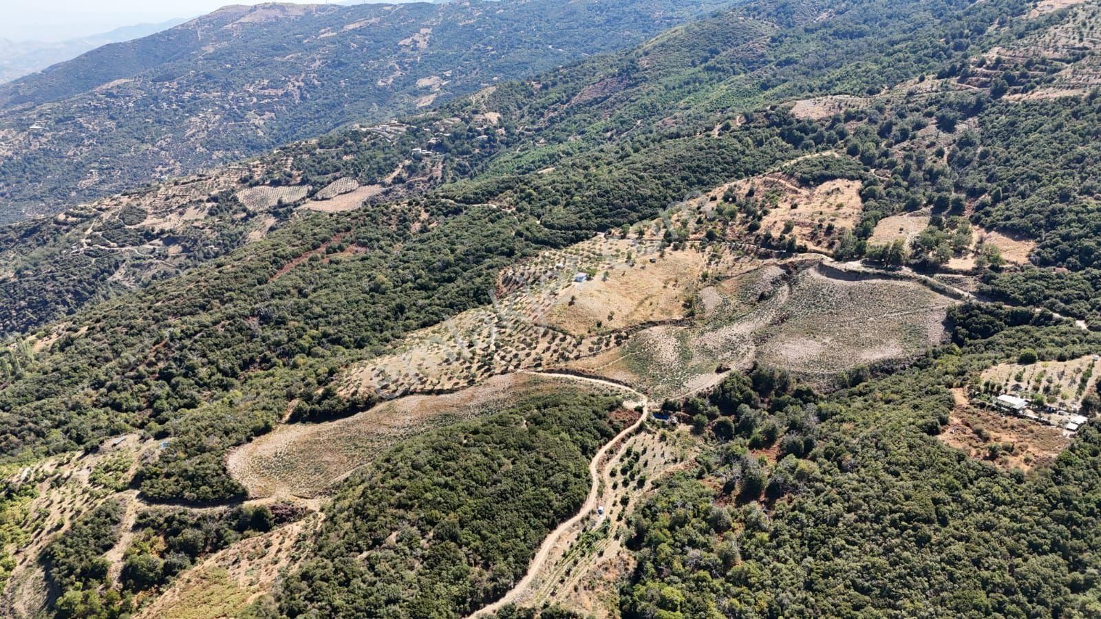 Kaçmaz Emlaktan Kaplanda 15 000 M2 Kestanelik - Görsel 11