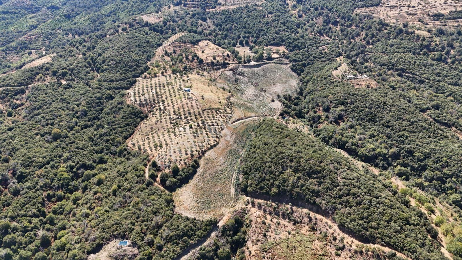 Kaçmaz Emlaktan Kaplanda 15 000 M2 Kestanelik - Görsel 8