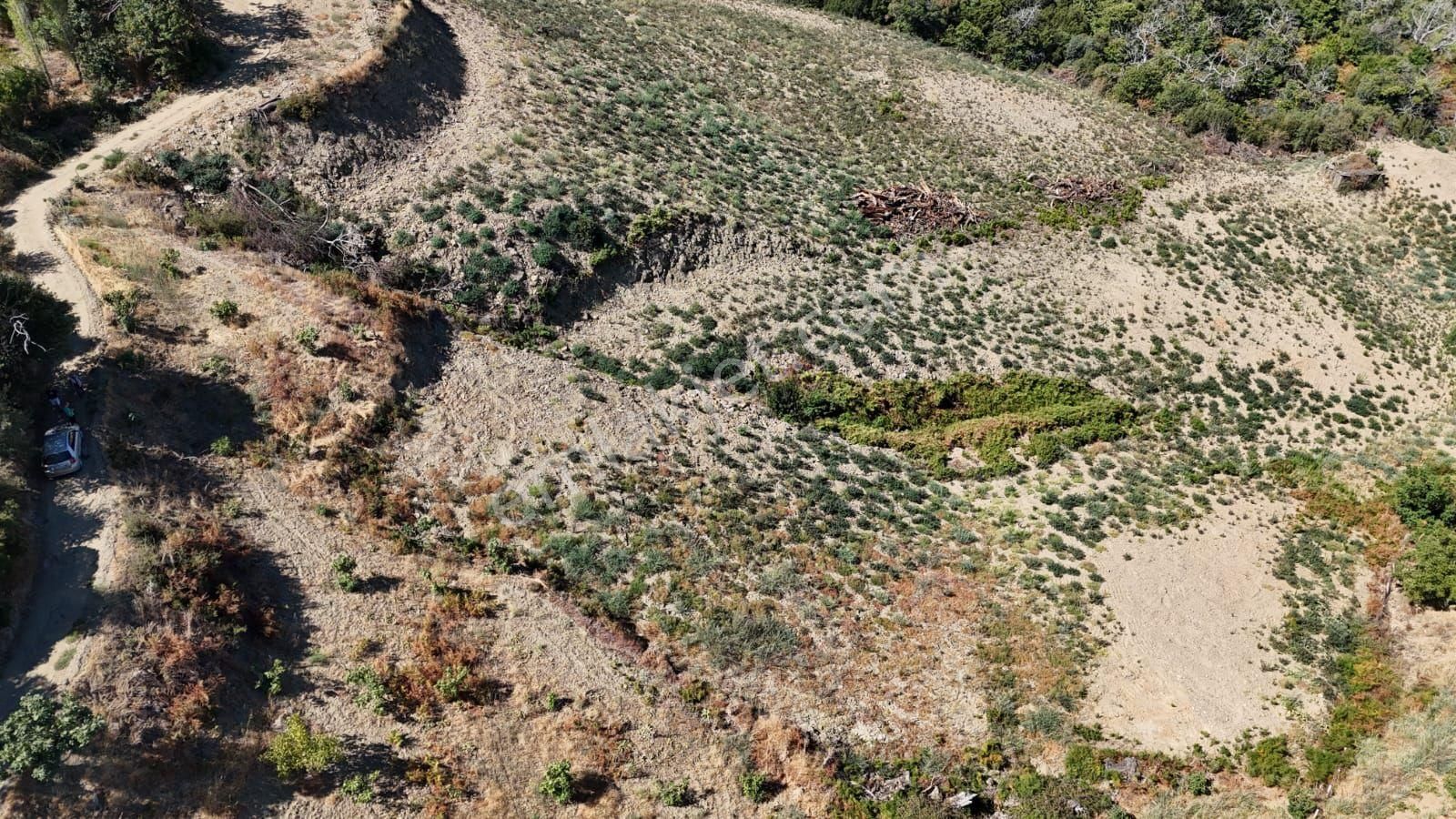 Kaçmaz Emlaktan Kaplanda 15 000 M2 Kestanelik - Görsel 29