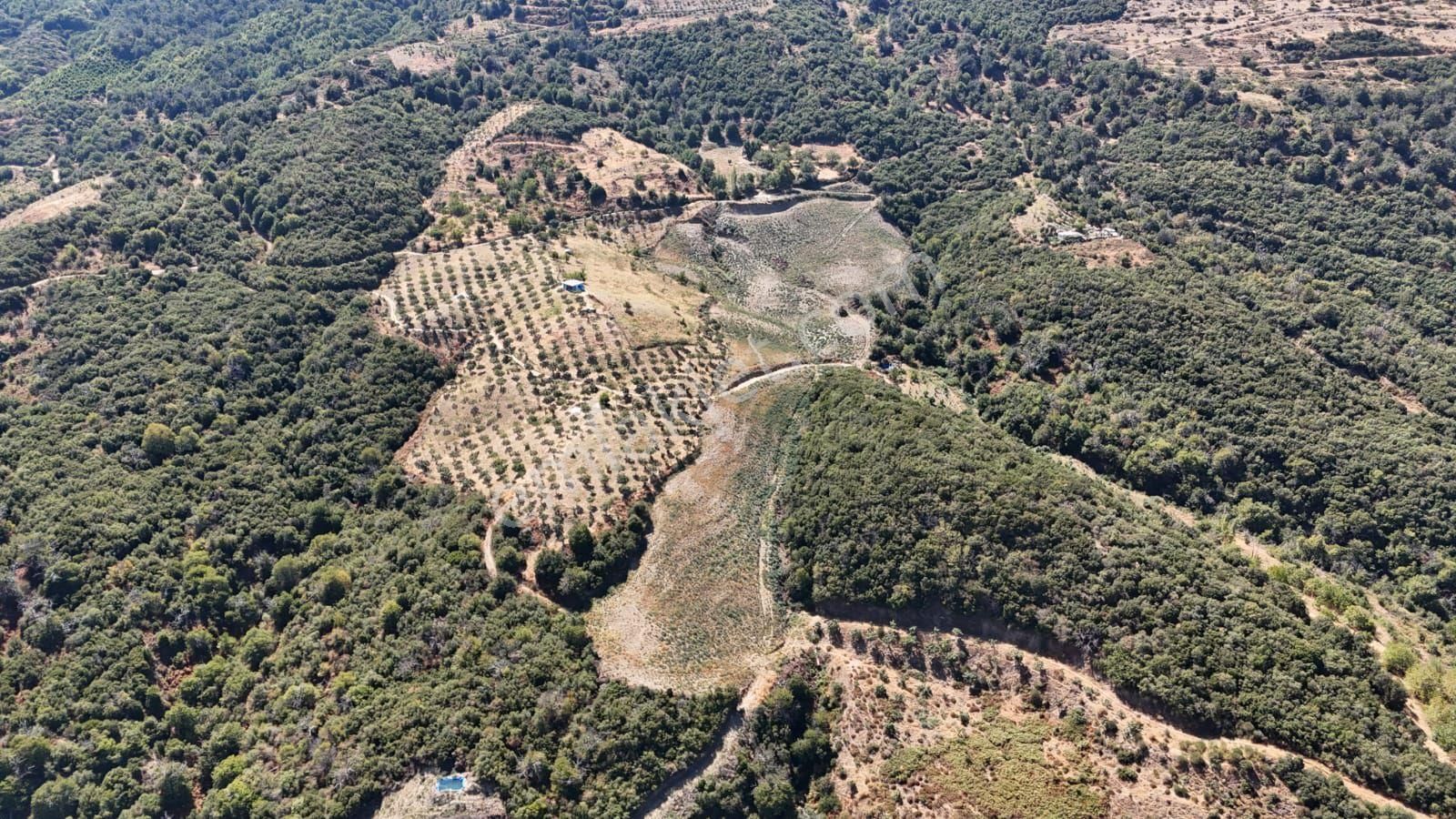 Kaçmaz Emlaktan Kaplanda 15 000 M2 Kestanelik - Görsel 5