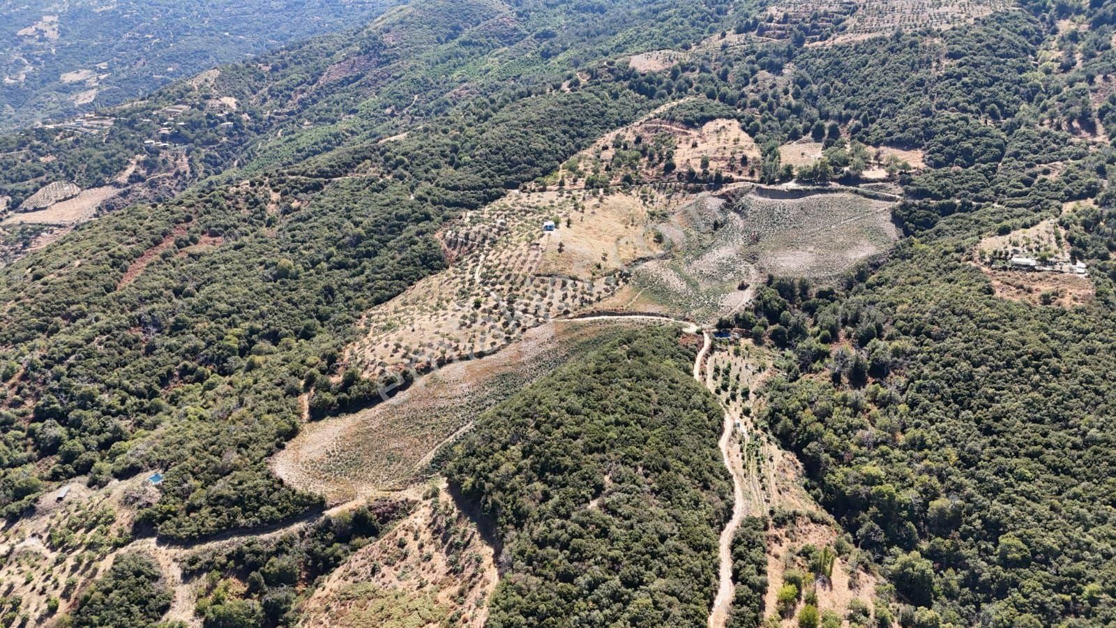 Kaçmaz Emlaktan Kaplanda 15 000 M2 Kestanelik - Görsel 9